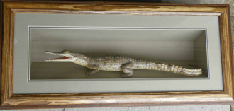 crocodile in frame